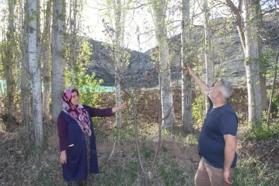 Meyve ağaçlarını zirai don vuran çiftçiler, hububattan umutlu
