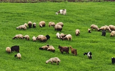 Musabeyli&rsquo;de Doğa Canlandı Sular Coştu, Bahar Geldi