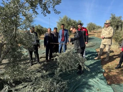 Musabeyli&rsquo;de Zeytin Bereketi