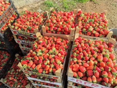 Organik çilekte hasat başladı