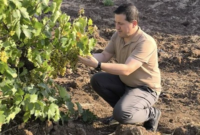 Özdemir bağlarda zararlı kontrolü yaptı