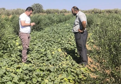 Özdemir, salatalıkta hastalık ve zararlı kontrolü yaptı