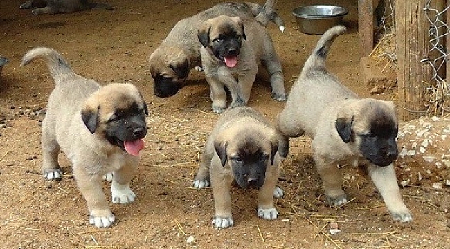 HIRSIZLAR YAVRU KANGAL KÖPEKLERİNİ ÇALDILAR