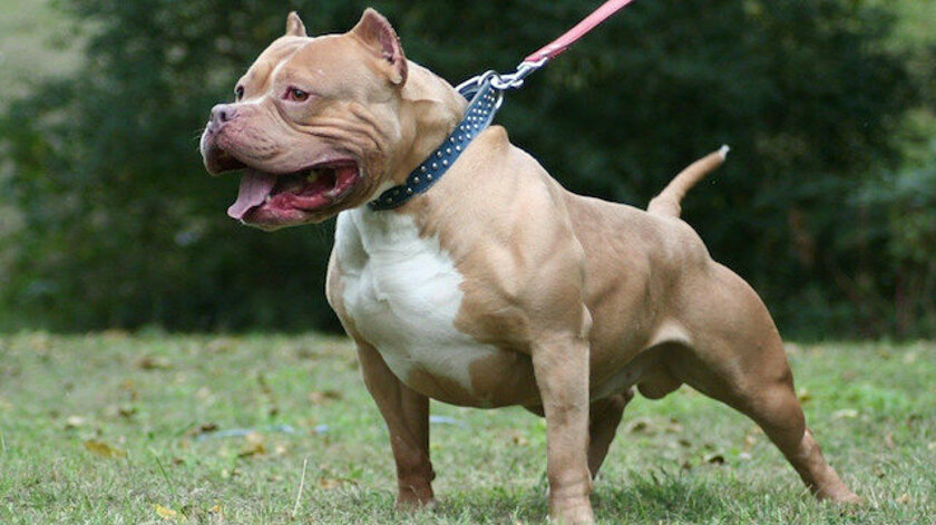 PİTBULL KÖPEĞİN SALDIRISINA UĞRADI