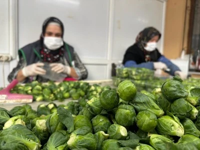 Rusya ve Hollanda Br&uuml;ksel lahanasını &ldquo;Br&uuml;ksel&rdquo;den değil İznik&rsquo;ten alıyor