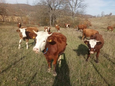 Şap Aşılama Programı başladı Aşı yaptırmak zorunlu oldu