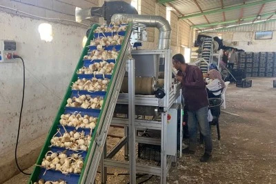 Sarımsak çiftçisi, ata tohumu tesisi kurdu