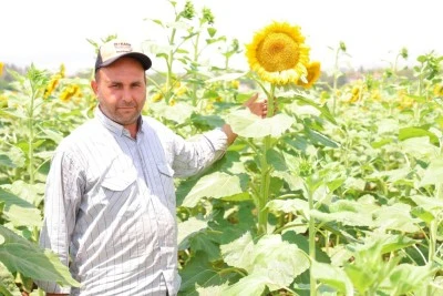 Sarıya bürünen tarlalar, kartpostallık manzara sunuyor