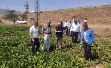 Şekerpancarı’nın tadı kaçtı!