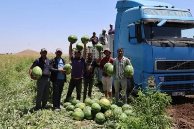 Sıcak hava talep fazlalığı oluşturdu, kilosu 1-2 liraya kadar düştü