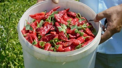 Sofralık kırmızı biberde hasat zamanı