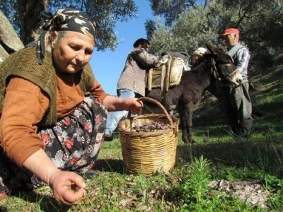 Sofralık zeytin ihracatı yükseldi