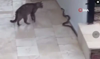 Sokak kedisi ile yılanın ilginç anları kamerada