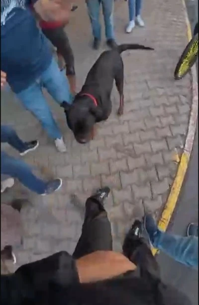 Sokakta ağızlıksız gezdirilen ‘Rottweiler’ dehşet saçtı: Kadına ve kuryeye saldırdı