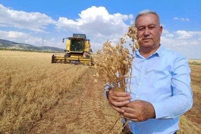 Susuz alanlarda yetişen nohutta hasat zamanı