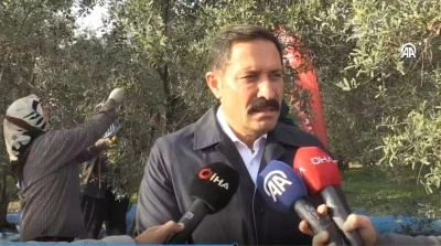 Tam 201 bin ton zeytin rekoltesi bekleniyor