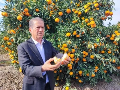 Tarım işçilerinin grevi mandalinayı dalında bıraktı