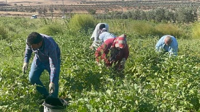 Tarım-ÜFE yıllık arttı, aylık azaldı