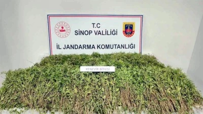 Tarlada 31 bin kök kenevir ele geçirildi
