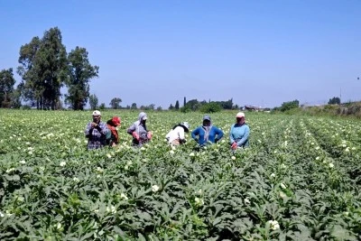 Tarlada 80 Lirayı bulunca üreticisinin yüzünü güldürdü