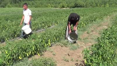 Tarlasında yetiştirdiği sebzeleri kurutarak yol kenarında satıyor