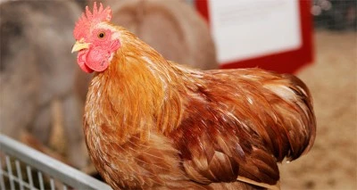 Tavuk eti üretimi 237 bin 567 ton oldu
