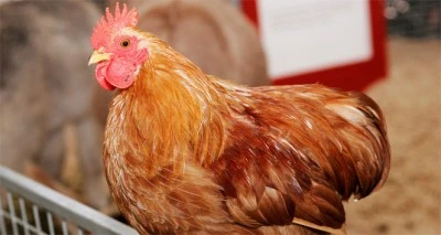 Tavuk yumurtası üretimi yıllık yüzde 10,8 azaldı