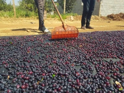 Tescilli lezzet üzümler kurutularak kış için saklanıyor