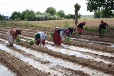 Tescilli patlıcanda ekim zamanı