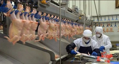 Ticaret Bakanlığı tavuk ihracatını durdurma kararı aldı