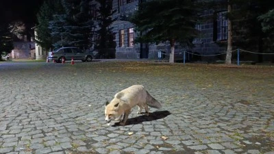 Tilkiyi bisküviyle besledi: O anlar kamerada