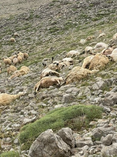 Tunceli'de Yıldırım 200 Koyunu Telef Etti