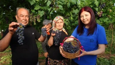 Turfanda 'Siyah İnci' hasadı başladı