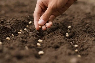 Türkiye’nin tohum ve fide üretimi arttı, meyve fidanı üretimi ise 10,7 milyon azaldı