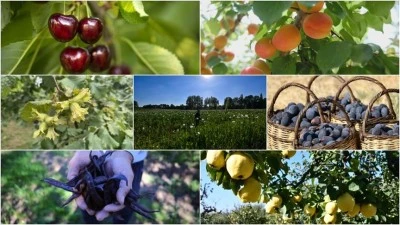 Türkiye, tarımda dünya liderliğini güçlendirdi: 7 üründe zirve, 22 üründe ilk üç