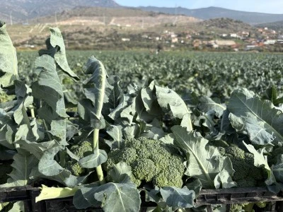 Türkiyede Yetiştiğini Biliyor muydunuz? Verimli tarım arazilerinde 'yeşil altın' hasadı