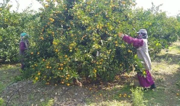 Üreticiler narenciyeyi toplayacak işçi bulamamaktan dertli