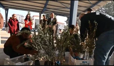  &Uuml;reticilere 10 bin 500 zeytin fidanı dağıtıldı