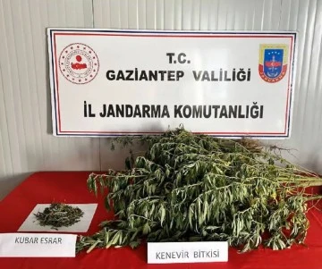 Uyuşturucu operasyonlarında 295 şüpheli yakalandı