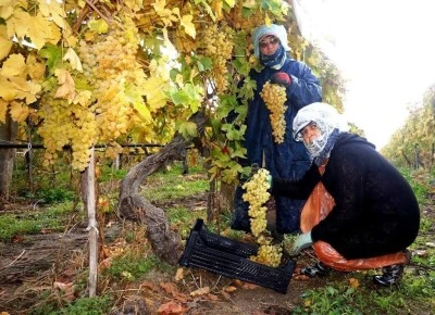 Üzüm Hasadı Kış Aylarına Rağmen Devam Ediyor