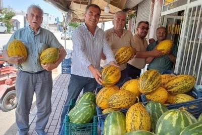 Verimli topraklarda kavun bereketi