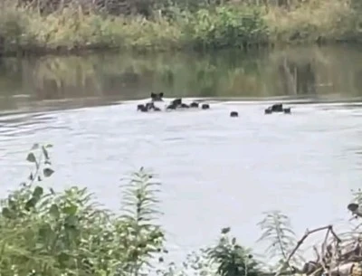 Yaban domuzları Meriç Nehri’nden Yunanistan’a geçti
