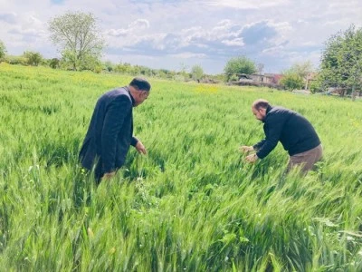Yağışlar buğdaya can suyu oldu