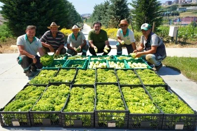 Yaşam Bahçesi’nde yaz hasadı yapıldı