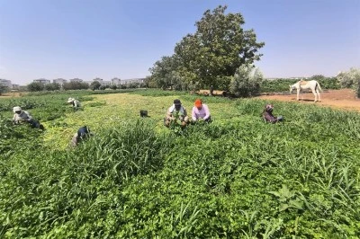 Yeşilliğin kalbi Kilis’te sıcakta maydanoz hasadı