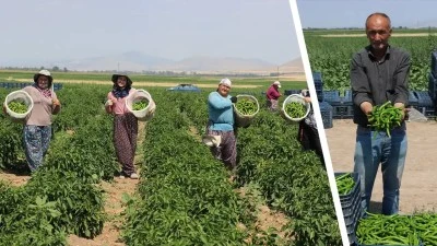 Yetişmez denilen arazide günde 14 ton biber üretiyor