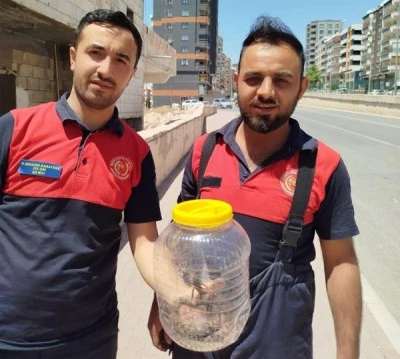 Yılan operasyonu!