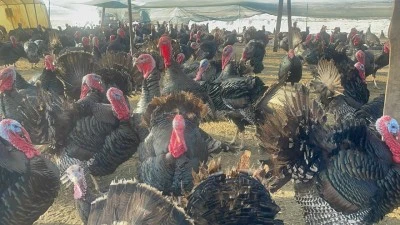 Yılbaşı Öncesi Doğal ortamda yetişen Hindiler Pazarda Yerini Aldı