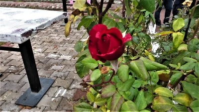 Yozgat’ta yalancı bahar: Aralık ayında güller yeniden açtı