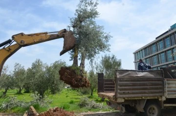 Zeytin ağaçlarının yerine, okul yapılacak